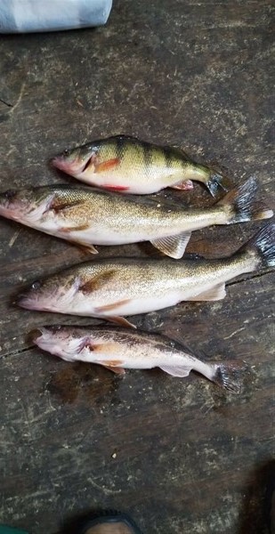 2 Eyes 1 Sauger 1 Perch