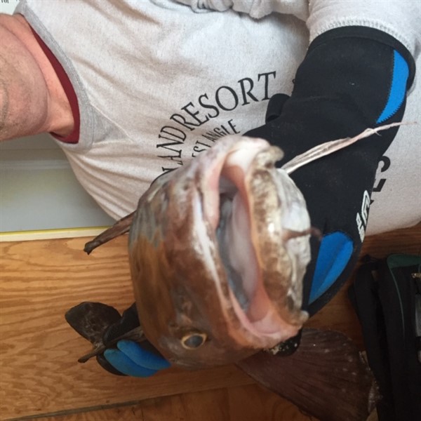 Eelpout Face