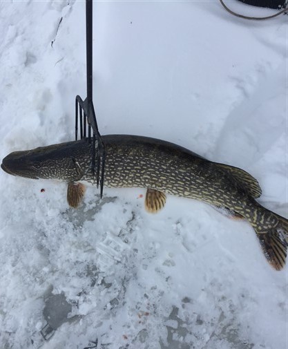 Darkhouse Spearing Northern Pike - FIRST TIME! 