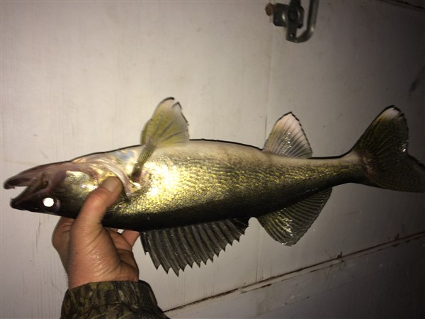 Walleye 6