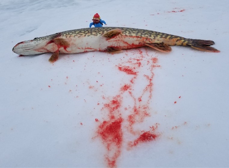 YukonBloodPike